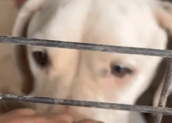 Sad Skinny Boxer Begs For Someone To Rescue Her_part2