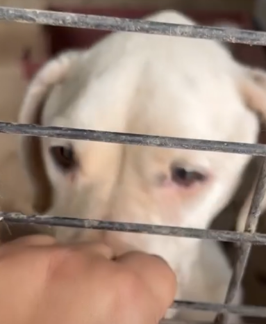 Sad Skinny Boxer Begs For Someone To Rescue Her_part2