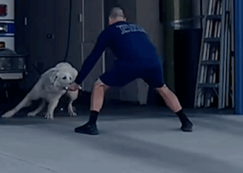People Catch Stray Great Pyrenees Dog After Months Of Trying_part2