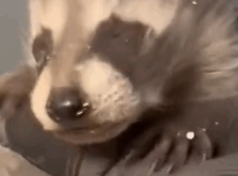 Rescued a baby raccoon from the ceiling #animals #animalrescue #rescue #animalsoftiktok #fyp_part2