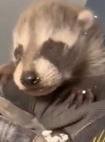 Rescued a baby raccoon from the ceiling #animals #animalrescue #rescue #animalsoftiktok #fyp_part2