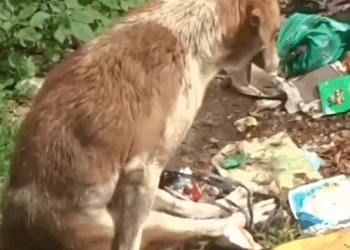 People Teach Scared Paralyzed Stray Dog How To Walk On His Own_part2