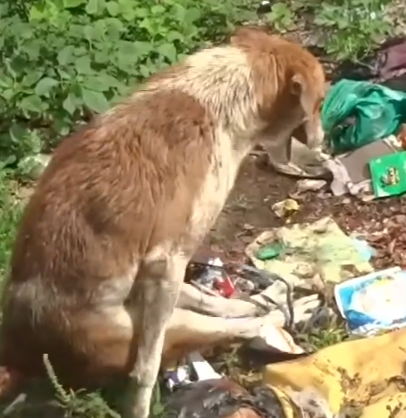 People Teach Scared Paralyzed Stray Dog How To Walk On His Own_part2