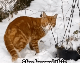 Part2 .Animals Rescue #dogrescue #rescuedog #dogsofttiktok #foryoupage #foryou #dogs