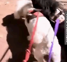 Part2 Animals Rescue #dogrescue #rescuedog #dogsofttiktok #foryoupage #foryou #dogs