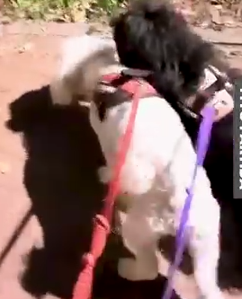 Part2 Animals Rescue #dogrescue #rescuedog #dogsofttiktok #foryoupage #foryou #dogs