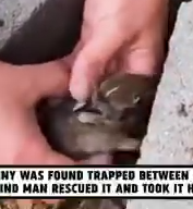 Part2 Animals Rescue #dogrescue #rescuedog #dogsofttiktok #foryoupage #foryou #dogs