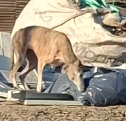 Part2 Animals Rescue #dogrescue #rescuedog #dogsofttiktok #foryoupage #foryou #dogs