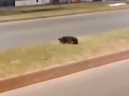 Part2 Animals Rescue #dogrescue #rescuedog #dogsofttiktok #foryoupage #foryou #dogs