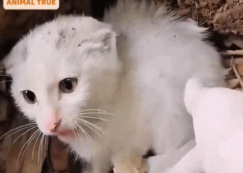 Part2 Animals Rescue #dogrescue #rescuedog #dogsofttiktok #foryoupage #foryou #dogs