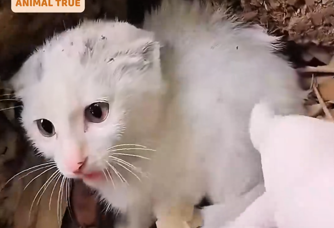 Part2 Animals Rescue #dogrescue #rescuedog #dogsofttiktok #foryoupage #foryou #dogs