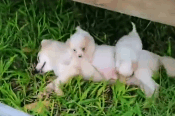 Rescuu dog family in the garden_part2