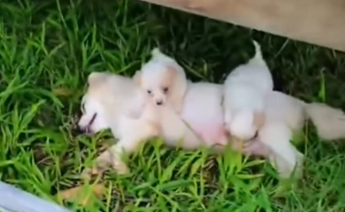 Rescuu dog family in the garden_part2