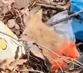 Rescue the cat and then_part2