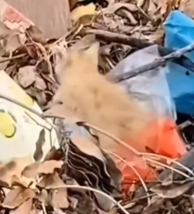 Rescue the cat and then_part2