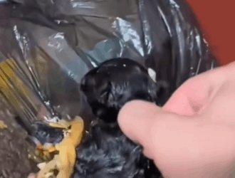 Rescue a trapped puppy in the dustbin #rescuedog_part2