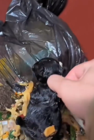 Rescue a trapped puppy in the dustbin #rescuedog_part2