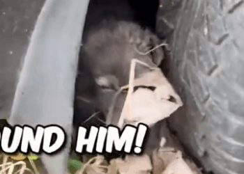 Part2 Animals Rescue #dogrescue #rescuedog #dogsofttiktok #foryoupage #foryou #dogs