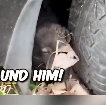 Part2 Animals Rescue #dogrescue #rescuedog #dogsofttiktok #foryoupage #foryou #dogs