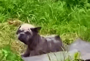 Part2 Animals Rescue #dogrescue #rescuedog #dogsofttiktok #foryoupage #foryou #dogs