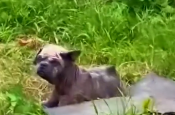 Part2 Animals Rescue #dogrescue #rescuedog #dogsofttiktok #foryoupage #foryou #dogs