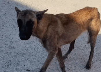 Part2 Animals Rescue #dogrescue #rescuedog #dogsofttiktok #foryoupage #foryou #dogs