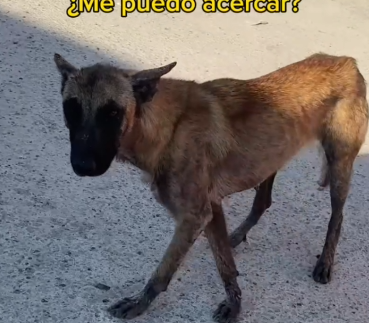 Part2 Animals Rescue #dogrescue #rescuedog #dogsofttiktok #foryoupage #foryou #dogs