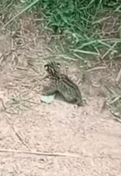 man found an abandoned baby serval and then gave it love_part2