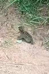 man found an abandoned baby serval and then gave it love_part2