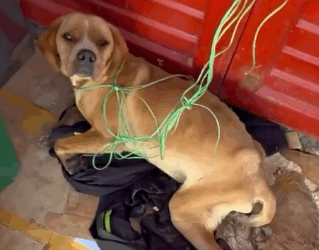 Part2 Animals Rescue #dogrescue #rescuedog #dogsofttiktok #foryoupage #foryou #dogs