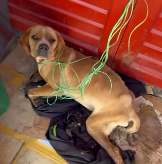 Part2 Animals Rescue #dogrescue #rescuedog #dogsofttiktok #foryoupage #foryou #dogs