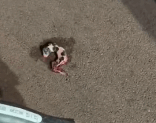 Mr. Green saw a newborn puppy on the roadside_part2