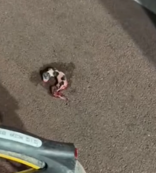 Mr. Green saw a newborn puppy on the roadside_part2