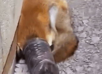 Rescue a fox stuck in a plastic jar #rescue #animals #animalsoftiktok #rescueanimals_part2