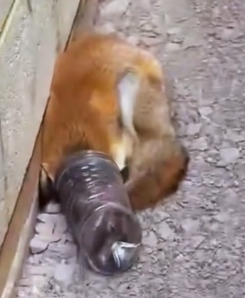 Rescue a fox stuck in a plastic jar #rescue #animals #animalsoftiktok #rescueanimals_part2