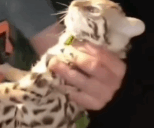 parte 506 rescue of a small wild cat❤️ #rescue #cat #animals #catsoftiktok #helpcat #wildcat #naturevat #_part2