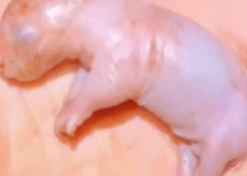 🐻😭🙏TINY WOMBAT STRUGGLES ALONE CAN IT SURVIVE animals #rescue_part2