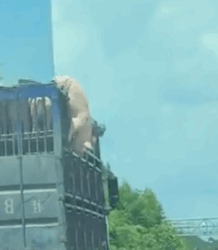 Rescue a poor pig and then #rescue #animals #fyp #animal #pig_part2