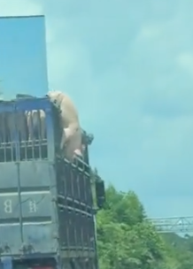 Rescue a poor pig and then #rescue #animals #fyp #animal #pig_part2