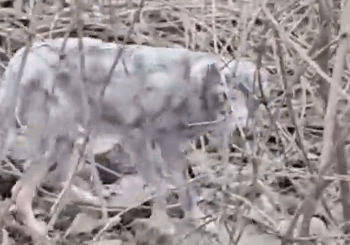 I Found a Dog in a Quiet Place… His Transformation Will Shock You 🐶➡️_part2