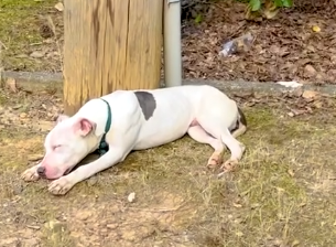 Deaf Dog Found Abandoned Below Telephone Pole_part2