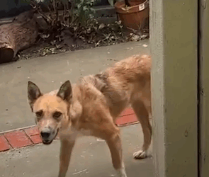 Scared Rescued Dog Was Too Afraid To Come Inside The House Until…_part2