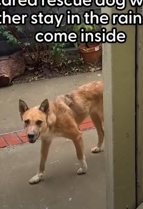 Scared Rescued Dog Was Too Afraid To Come Inside The House Until…_part2