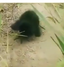 Part2.Animals Rescue #dogrescue #rescuedog #dogsofttiktok #foryoupage #foryou #dogs