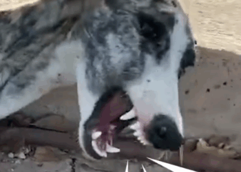 Dog Can’t Stop Crying — Until She Meets This Woman_part2