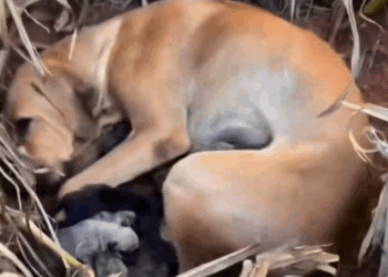 Part2 .Animals Rescue #dogrescue #rescuedog #dogsofttiktok #foryoupage #foryou #dogs