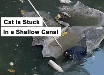 Cat stuck in a shallow canal is rescued_part2