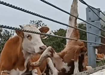 A Calf Was Trapped Behind a Guardrail 😢_part2