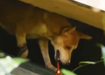 Part2 Animals Rescue #dogrescue #rescuedog #dogsofttiktok #foryoupage #foryou #dogs
