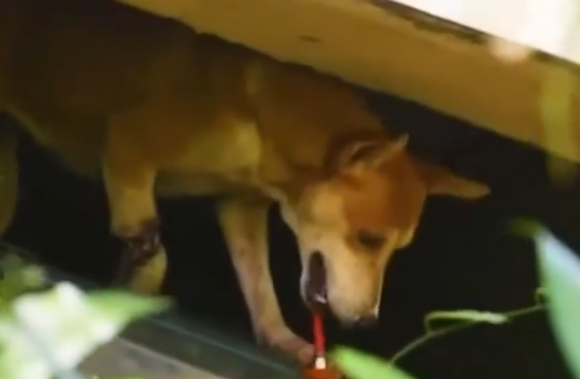 Part2 Animals Rescue #dogrescue #rescuedog #dogsofttiktok #foryoupage #foryou #dogs